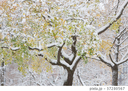 First snow and autumn leaves 37280567