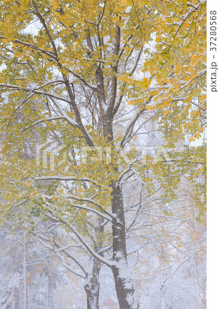 First snow and autumn leaves 37280568