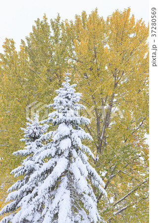 First snow and autumn leaves First snow and autumn leaves 37280569