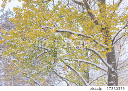 First snow and autumn leaves 37280576