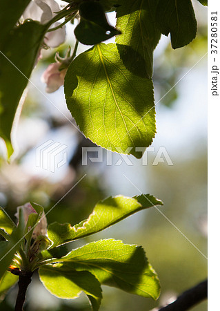Backlit leaf in tree 37280581