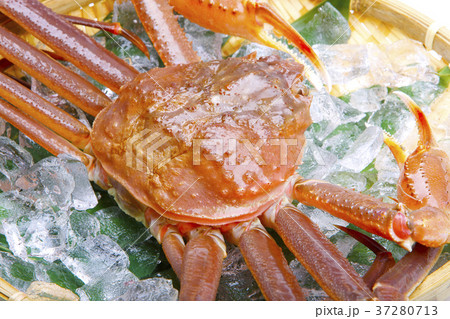 松葉ガニ　生　食材 37280713