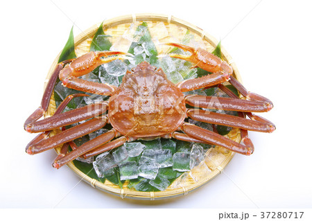 松葉ガニ　生　食材 37280717