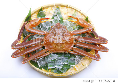 松葉ガニ　生　食材 37280718