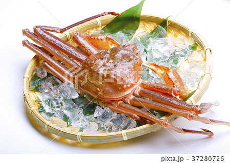 松葉ガニ 生 食材 松葉ガニ 生 食材 37280726