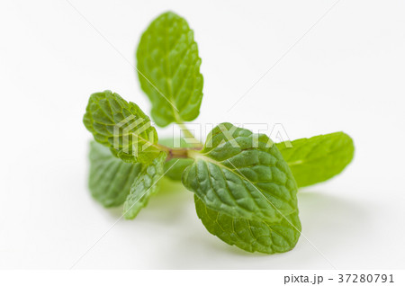 スペアミント 37280791