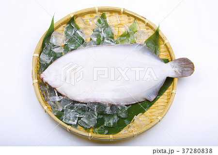アブラガレイ　食材 37280838