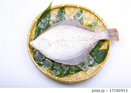 マコガレイ 食材 マコガレイ 食材 37280953