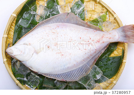 マコガレイ　食材 37280957