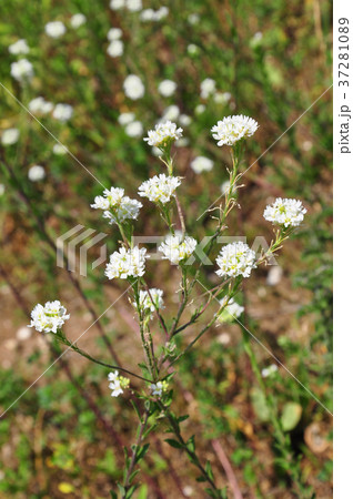 Hoary alyssum (Berteroa incana) Hoary alyssum (Berteroa incana) 37281089
