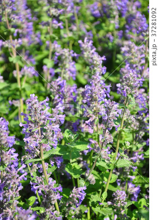 Lesser calamint (Clinopodium nepeta) Lesser calamint (Clinopodium nepeta) 37281092