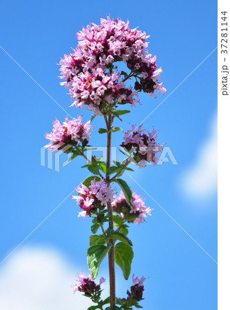 Oregano (Origanum vulgare) 37281144