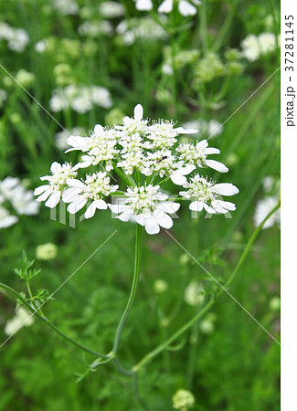 White lace flower (Orlaya grandiflora) White lace flower (Orlaya grandiflora) 37281145
