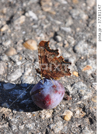 Comma (Polygonia c-album) 37281147