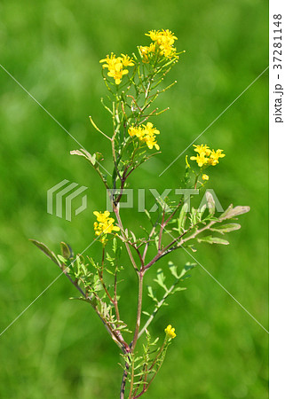 Creeping yellowcress (Rorippa sylvestris) 37281148