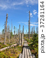 Dead wood in national park Bavarian Forest 37281164