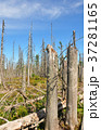Dead wood in national park Bavarian Forest 37281165