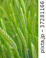 Triticale (Triticosecale rimpaui) heads 37281166