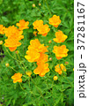 Ledebour globeflower (Trollius ledebourii) 37281167