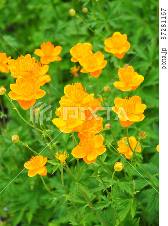 Ledebour globeflower (Trollius ledebourii) 37281167