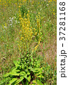 Black mullein (Verbascum nigrum) 37281168