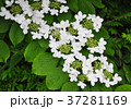 Japanese snowball (Viburnum plicatum) 37281169
