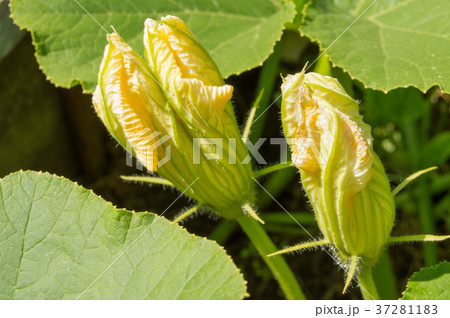 Blossoms squash blossoms in the garden, zucchini Blossoms squash blossoms in the garden, zucchini 37281183