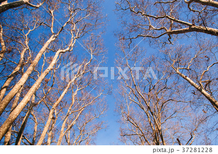 Leafless tree against the sky in Gulhane park 37281228