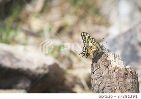 Papilio Machaon Butterfly Papilio Machaon Butterfly 37281391
