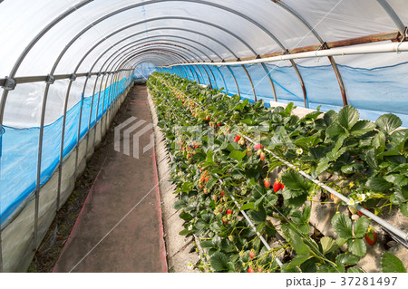 いちご狩り　ハウス 37281497
