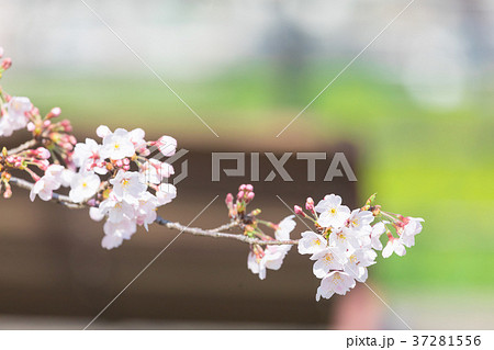 青空とサクラ 桜 さくら 染井吉野 ソメイヨシノ そめいよしの コピースペース 文字スペース 青空とサクラ 桜 さくら 染井吉野 ソメイヨシノ そめいよしの コピースペース 文字スペース 37281556