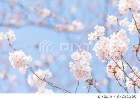 青空とサクラ　桜　さくら　染井吉野　ソメイヨシノ　そめいよしの　コピースペース　文字スペース 37281560