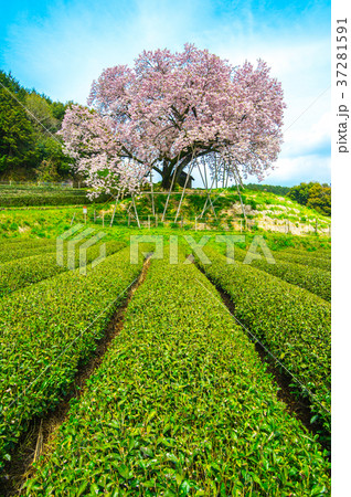 茶畑と一本桜 37281591