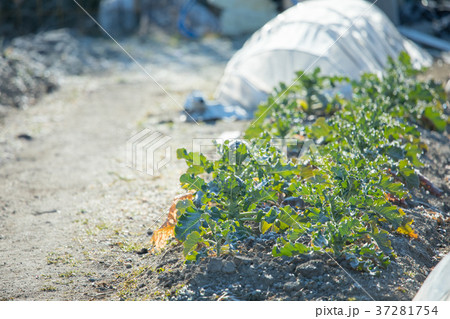 ブロッコリー畑 37281754