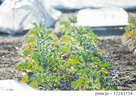 ブロッコリー畑 ブロッコリー畑 37281758