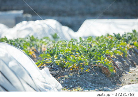 ブロッコリー畑 37281768