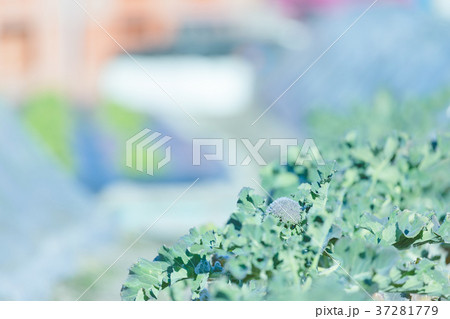 ブロッコリー畑 ブロッコリー畑 37281779