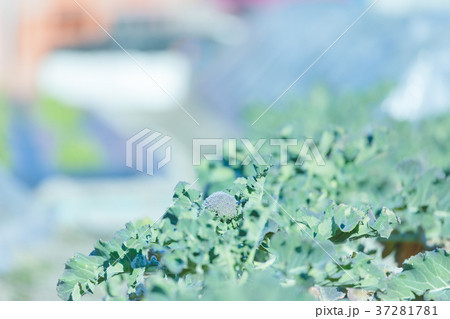 ブロッコリー畑 37281781