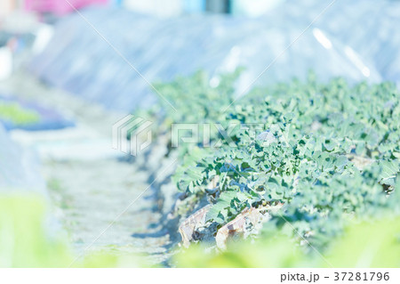 ブロッコリー畑 37281796