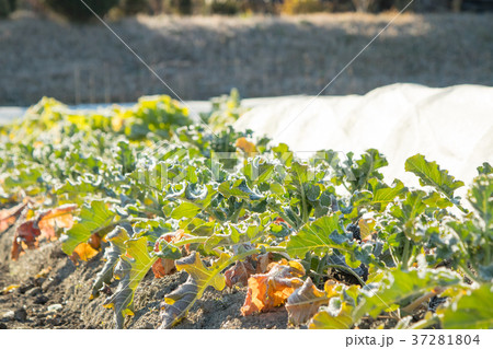 ブロッコリー畑 37281804