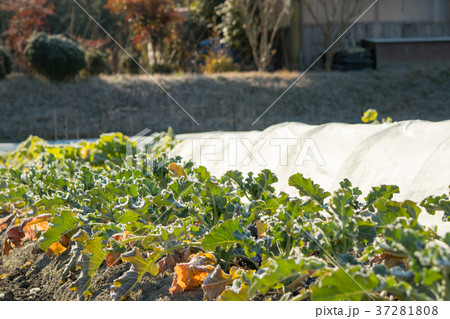 ブロッコリー畑 37281808