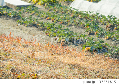 ブロッコリー畑 37281815