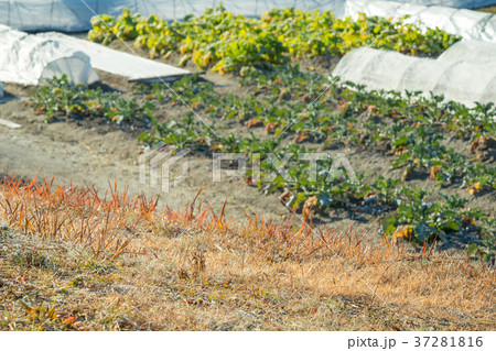 ブロッコリー畑 ブロッコリー畑 37281816