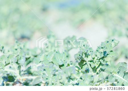 ブロッコリー畑 37281860