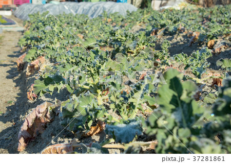 ブロッコリー畑 37281861