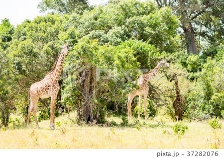 Several Giraffes near Acacias in Masai Mara Several Giraffes near Acacias in Masai Mara 37282076