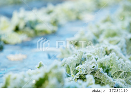 レタス　野菜　冬　ベジタブル　葉　ビニール袋 37282110