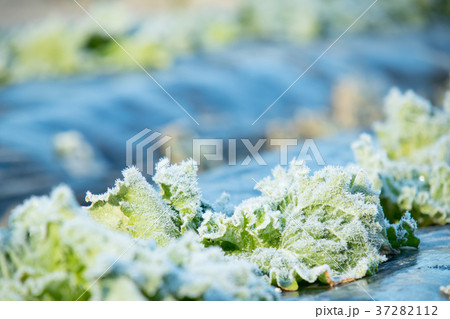レタス　野菜　冬　ベジタブル　葉　ビニール袋 37282112