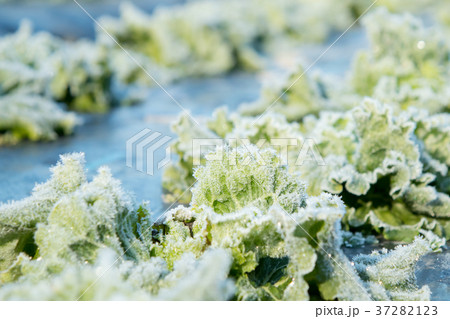 レタス 野菜 冬 ベジタブル 葉 ビニール袋 レタス 野菜 冬 ベジタブル 葉 ビニール袋 37282123