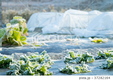 レタス　野菜　冬　ベジタブル　葉　ビニール袋 37282164